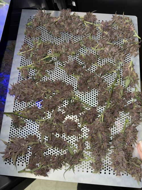 Devil Cream + Blueberry Bliss. Week 15