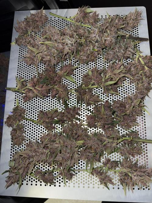 Devil Cream + Blueberry Bliss. Week 15