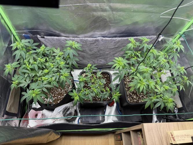 Clones from reveg Blueberry Muffin. Week 10