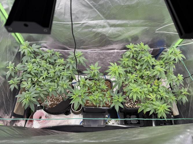 Clones from reveg Blueberry Muffin. Week 10