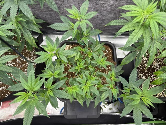 Clones from reveg Blueberry Muffin. Week 10