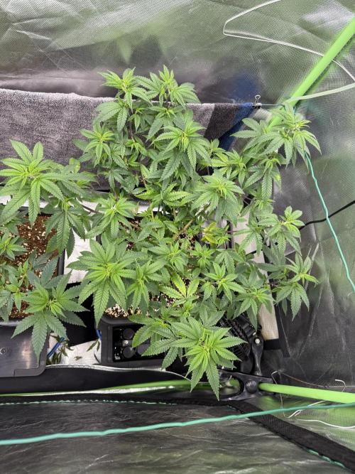 Clones from reveg Blueberry Muffin. Week 10