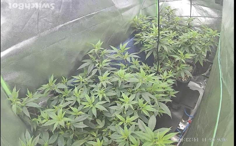 Clones from reveg Blueberry Muffin. Week 10