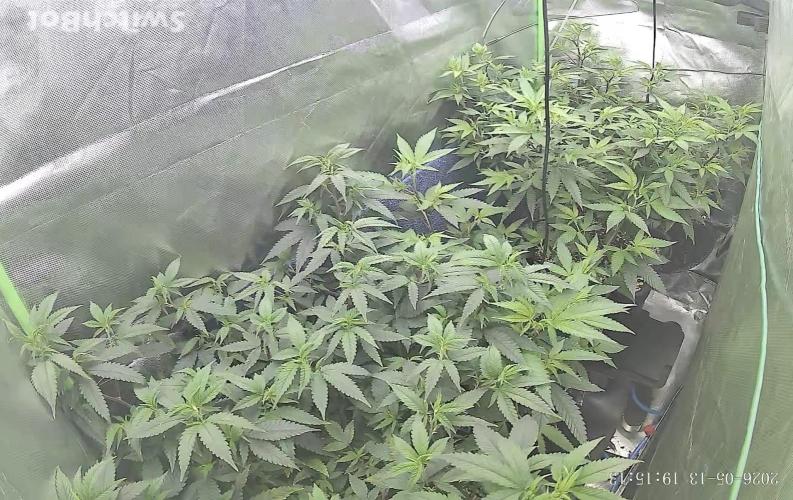 Clones from reveg Blueberry Muffin. Week 10