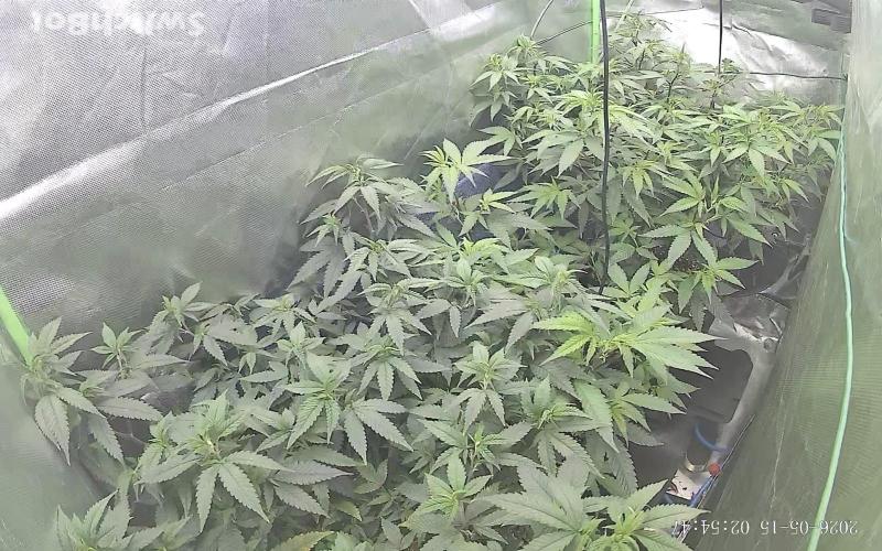 Clones from reveg Blueberry Muffin. Week 10