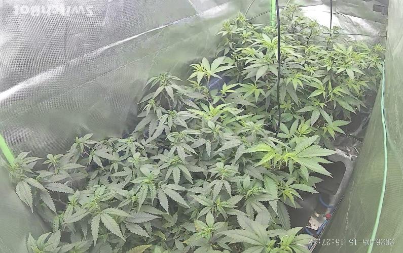 Clones from reveg Blueberry Muffin. Week 10