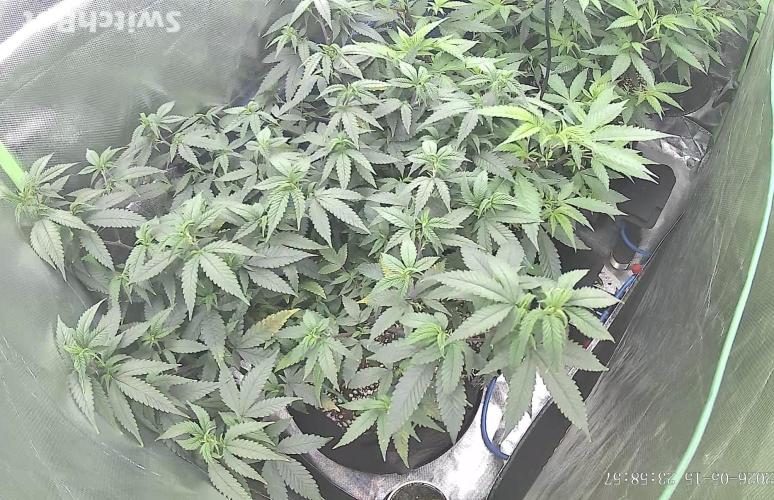 Clones from reveg Blueberry Muffin. Week 10