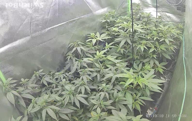 Clones from reveg Blueberry Muffin. Week 10