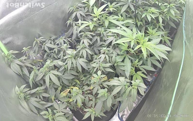 Clones from reveg Blueberry Muffin. Week 10