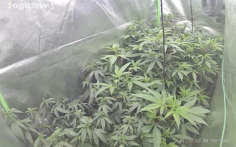 Clones from reveg Blueberry Muffin. Week 10