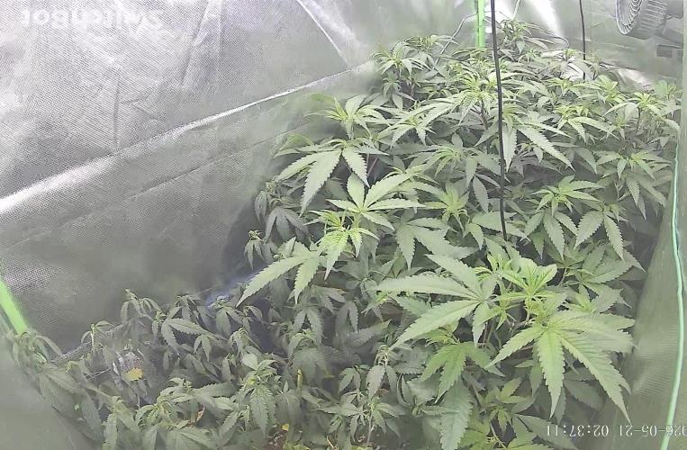 Clones from reveg Blueberry Muffin. Week 10