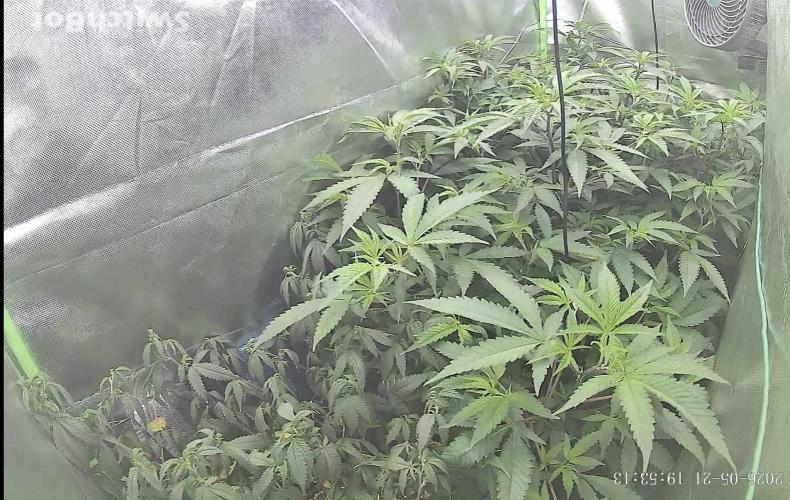 Clones from reveg Blueberry Muffin. Week 10