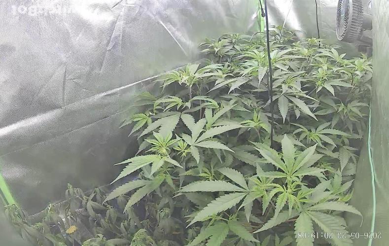 Clones from reveg Blueberry Muffin. Week 10