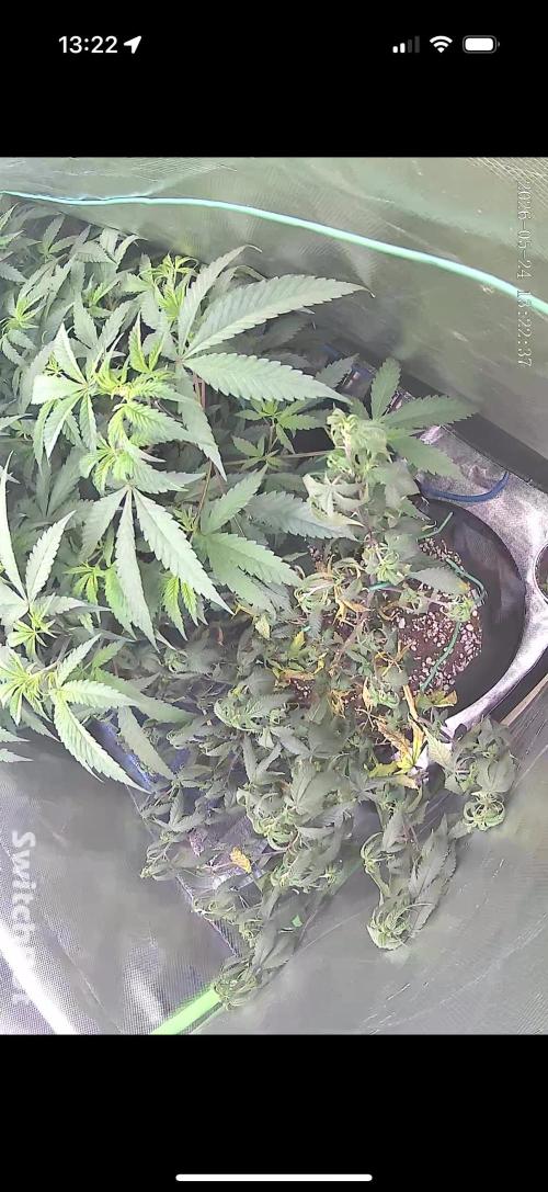 Clones from reveg Blueberry Muffin. Week 10