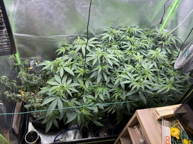 Clones from reveg Blueberry Muffin. Week 10