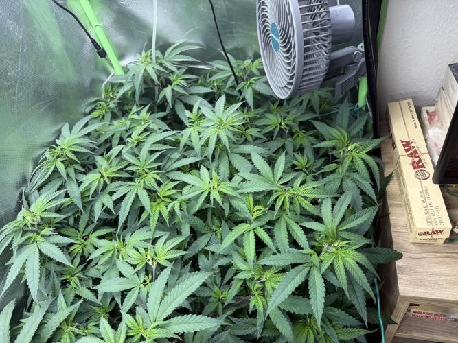 Clones from reveg Blueberry Muffin. Week 10