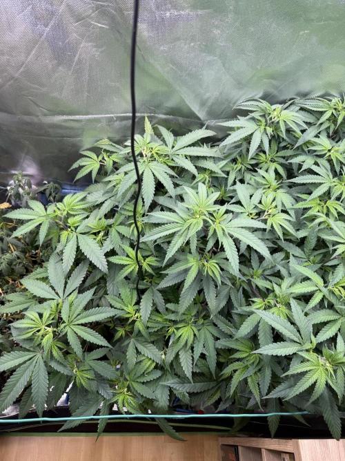 Clones from reveg Blueberry Muffin. Week 10