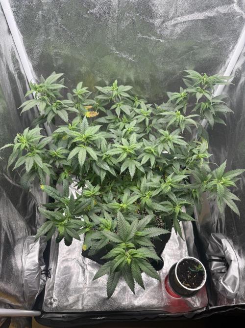 Clones from reveg Blueberry Muffin. Week 10