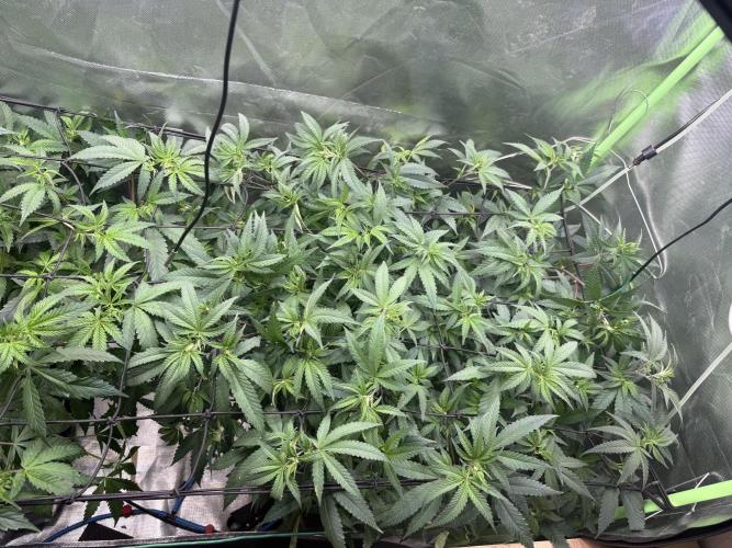 Clones from reveg Blueberry Muffin. Week 10