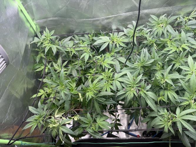 Clones from reveg Blueberry Muffin. Week 10