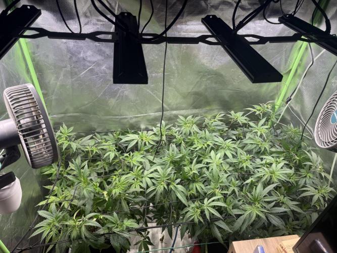 Clones from reveg Blueberry Muffin. Week 10