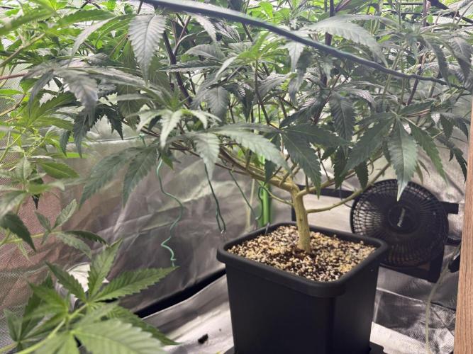 Clones from reveg Blueberry Muffin. Week 10