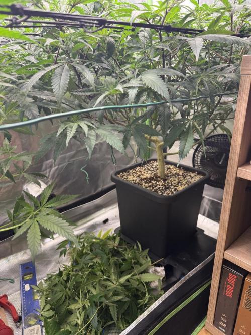 Clones from reveg Blueberry Muffin. Week 10