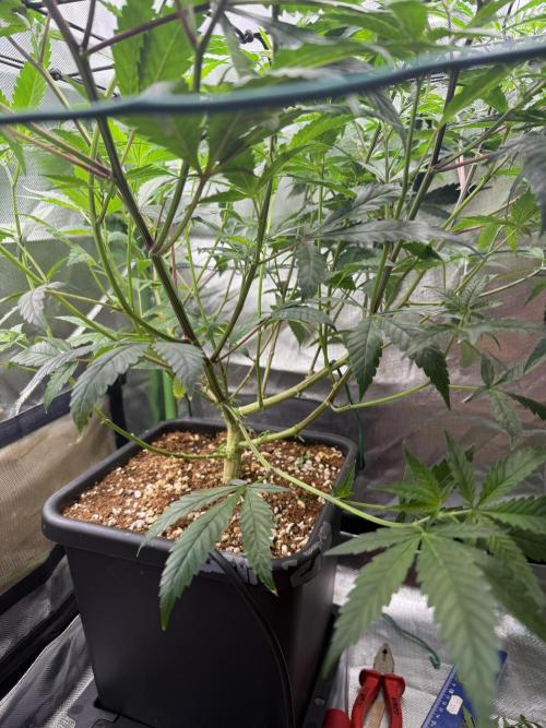 Clones from reveg Blueberry Muffin. Week 10