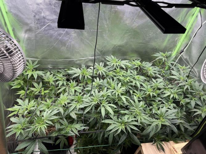 Clones from reveg Blueberry Muffin. Week 10