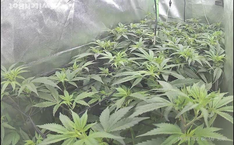 Clones from reveg Blueberry Muffin. Week 12