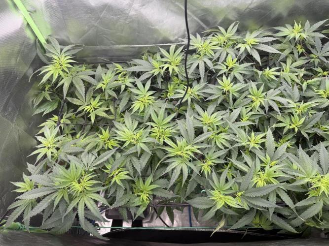 Clones from reveg Blueberry Muffin. Week 12