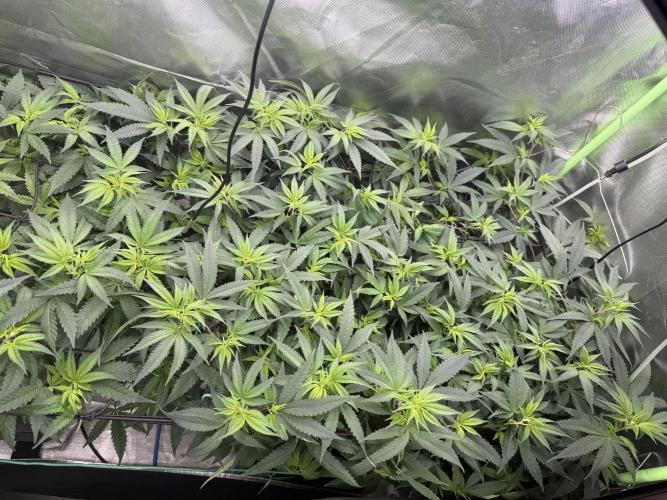 Clones from reveg Blueberry Muffin. Week 12
