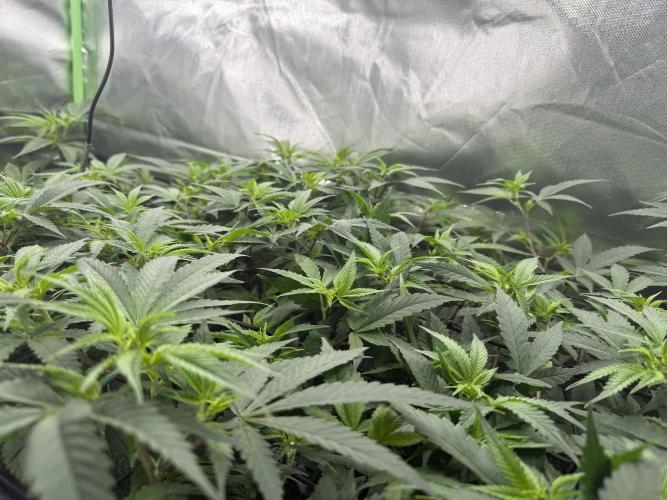Clones from reveg Blueberry Muffin. Week 12