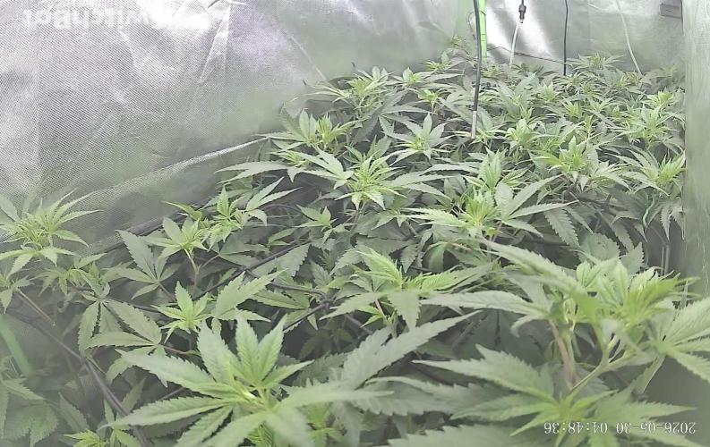 Clones from reveg Blueberry Muffin. Week 12