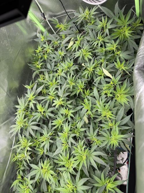 Clones from reveg Blueberry Muffin. Week 12