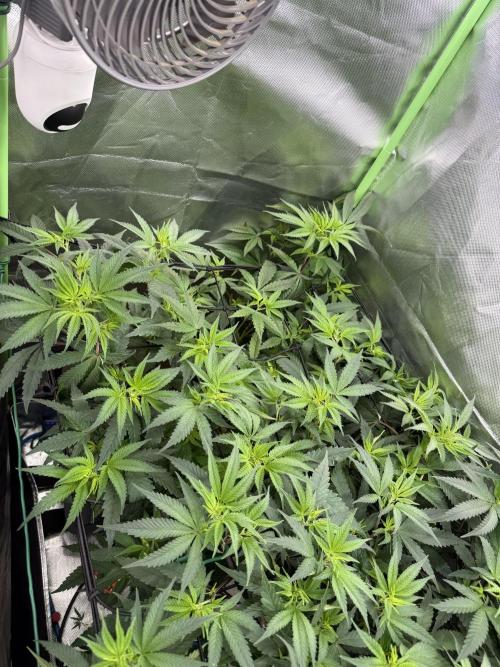 Clones from reveg Blueberry Muffin. Week 12