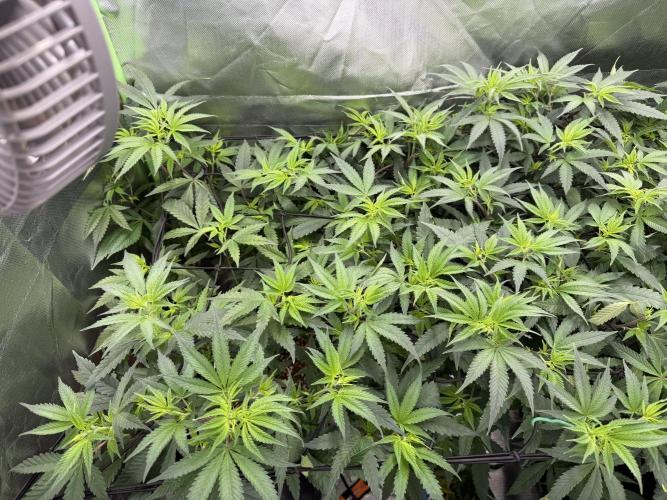 Clones from reveg Blueberry Muffin. Week 12