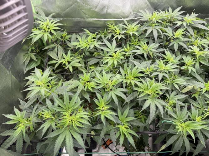 Clones from reveg Blueberry Muffin. Week 12