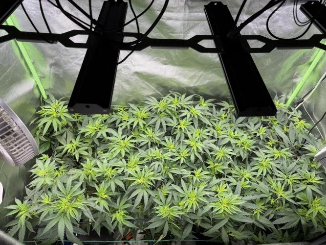 Clones from reveg Blueberry Muffin. Week 12