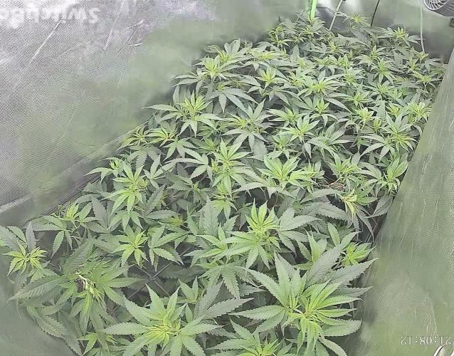 Clones from reveg Blueberry Muffin. Week 12