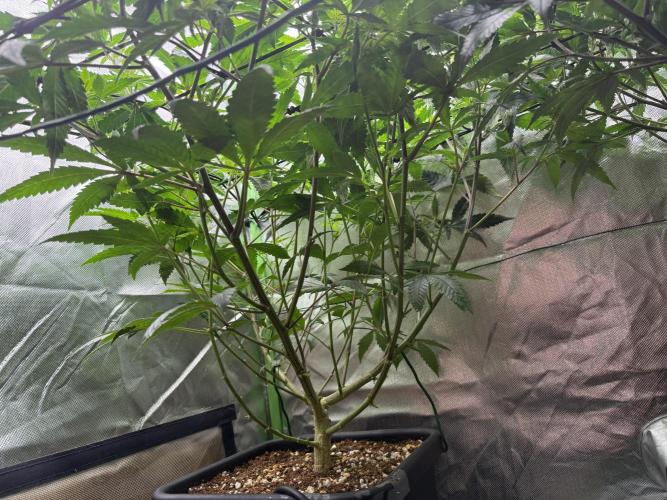 Clones from reveg Blueberry Muffin. Week 12