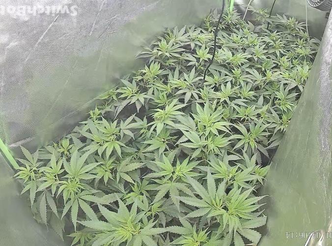 Clones from reveg Blueberry Muffin. Week 12