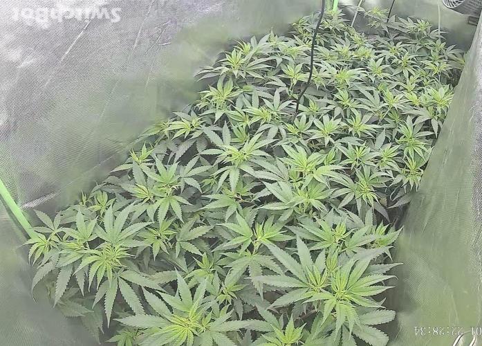 Clones from reveg Blueberry Muffin. Week 12
