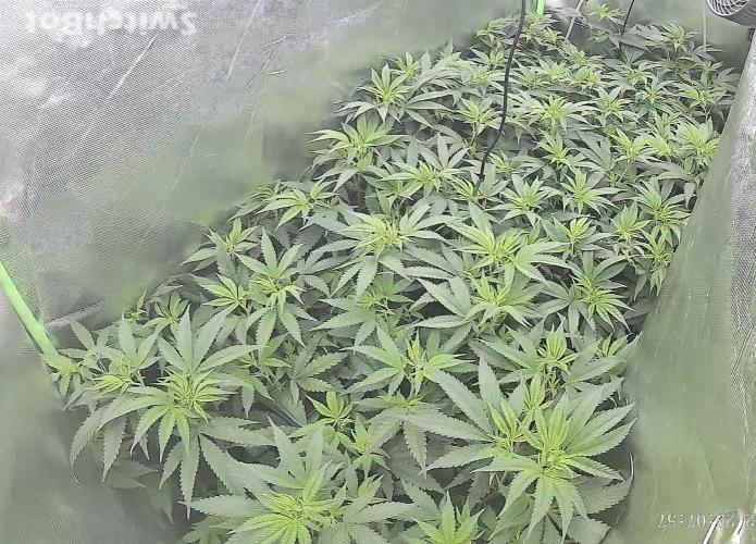 Clones from reveg Blueberry Muffin. Week 12