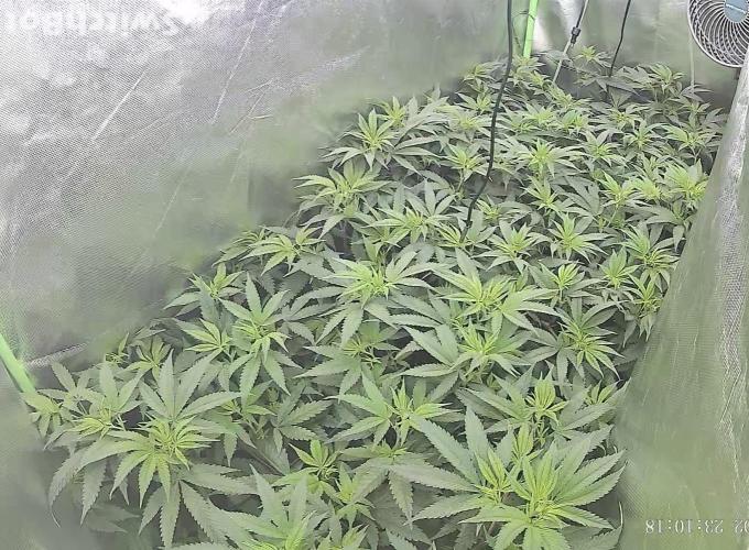Clones from reveg Blueberry Muffin. Week 12