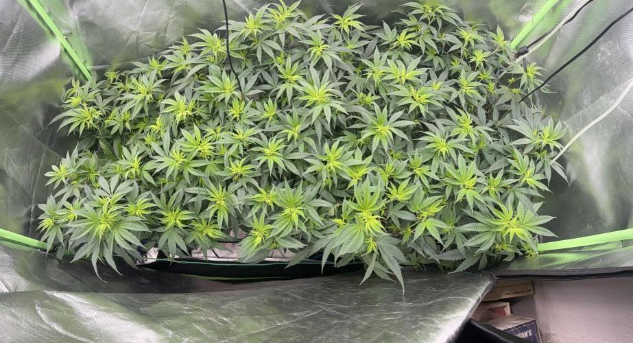 Clones from reveg Blueberry Muffin. Week 12