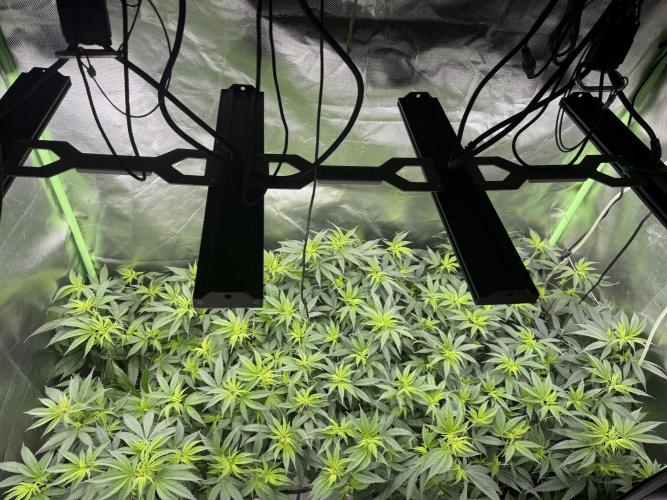 Clones from reveg Blueberry Muffin. Week 12