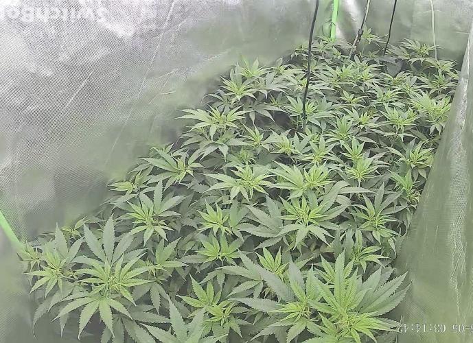 Clones from reveg Blueberry Muffin. Week 12