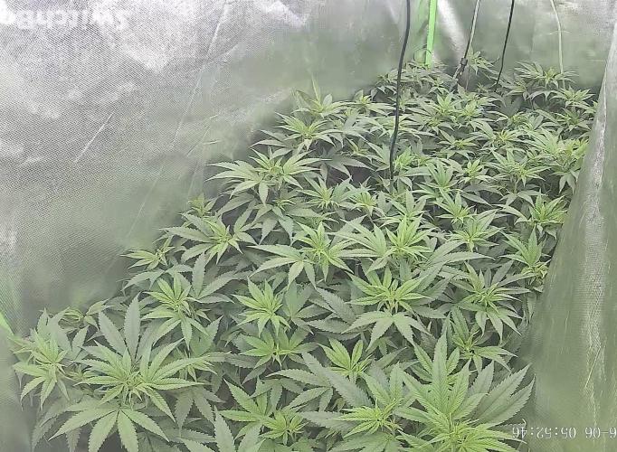 Clones from reveg Blueberry Muffin. Week 12
