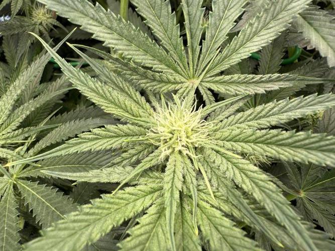 Mixed Everything. Week 8